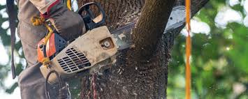 Best Lawn Maintenance Plans  in Clarendon, TX