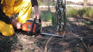 How Our Tree Care Process Works  in  Clarendon, TX