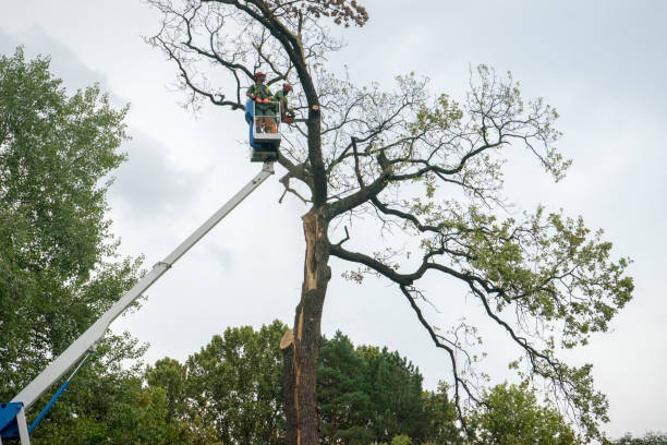 Best Fruit Tree Pruning  in Clarendon, TX